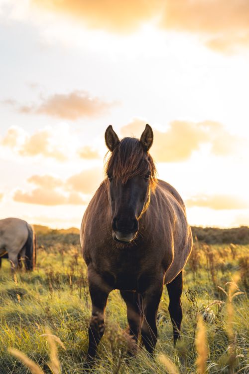 Free Majestic horse standing in a sunlit field in Wassenaar, Netherlands, during sunset. Stock Photo