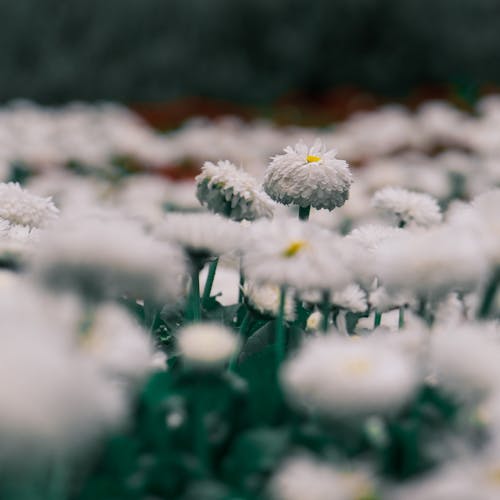 Close up of White Flowers