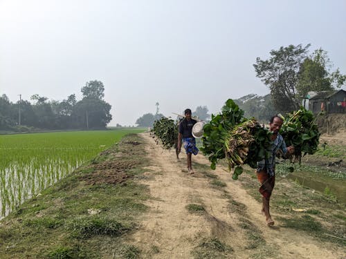 Men Carrying Crops in Village