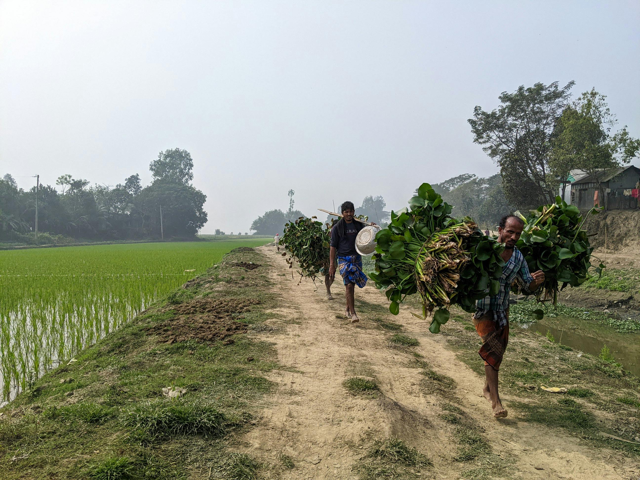 Ethiopian Agricultural Photos Download The BEST Free Ethiopian   Free Photo Of Men Carrying Crops In Village 