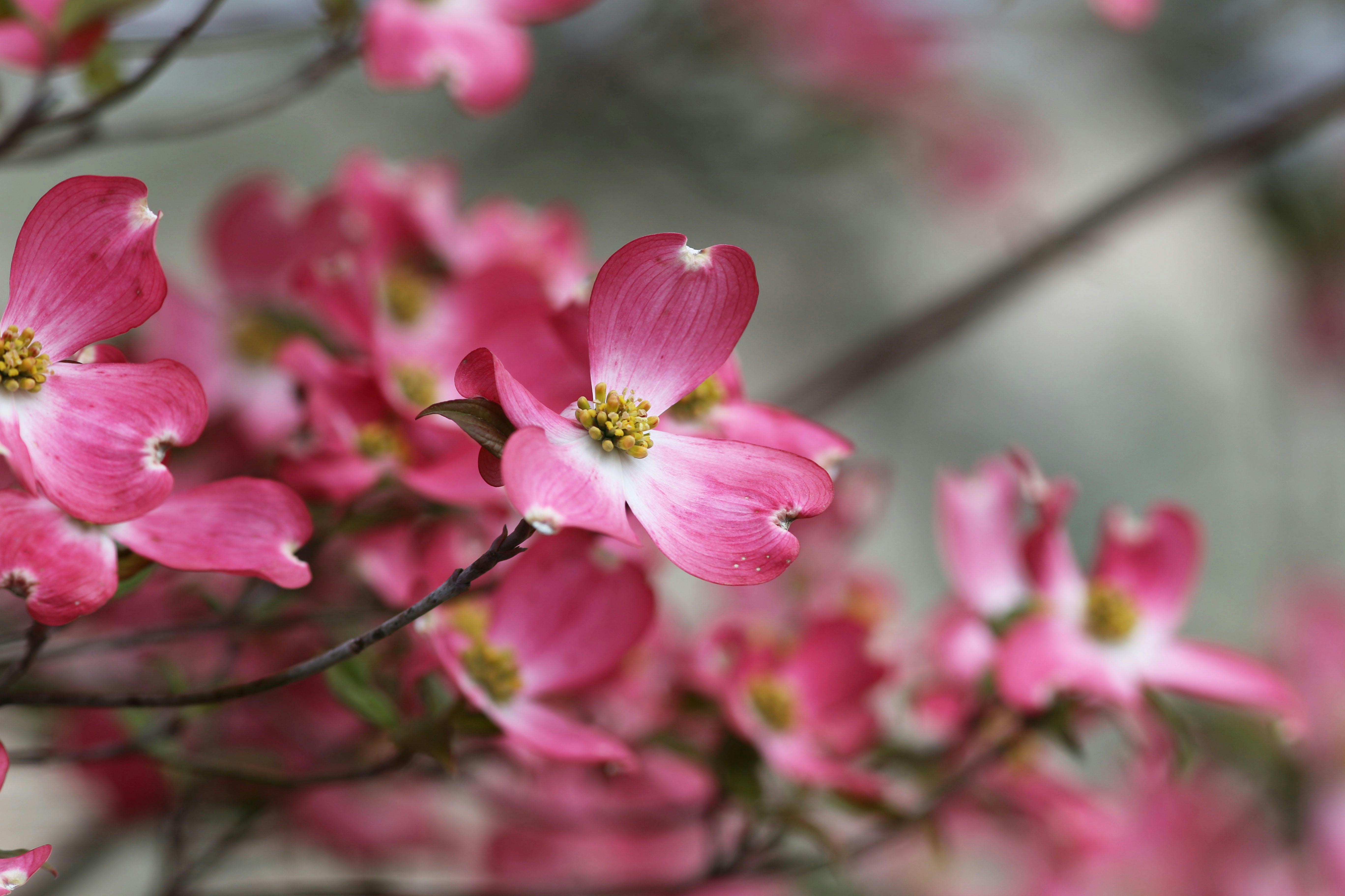 Pink Dogwood · Free Stock Photo