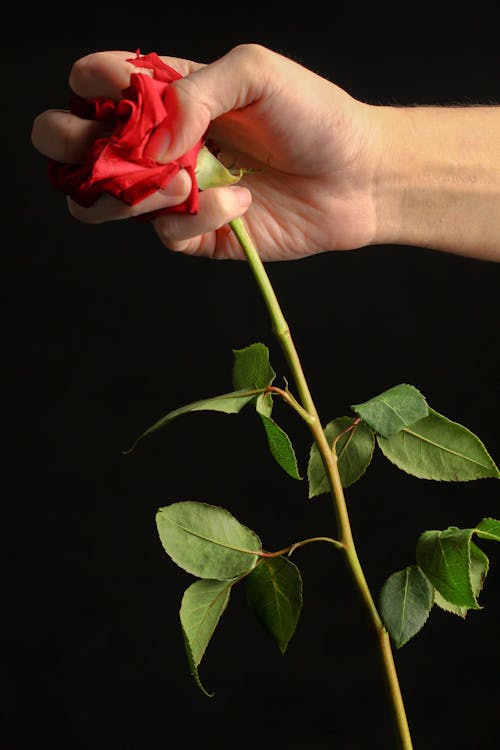 Free Person Holding Red Rose Stock Photo