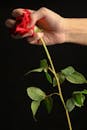 在黑暗背景下，一只手紧紧握住一朵红玫瑰，捕捉着它的美丽