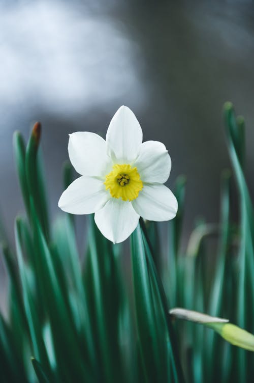 Základová fotografie zdarma na téma bílý narcis, detail, flóra