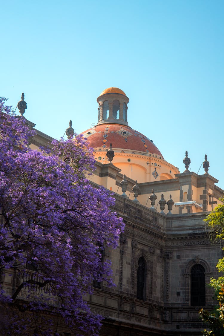 Tree With Purple Blossoms Near Church With Dome