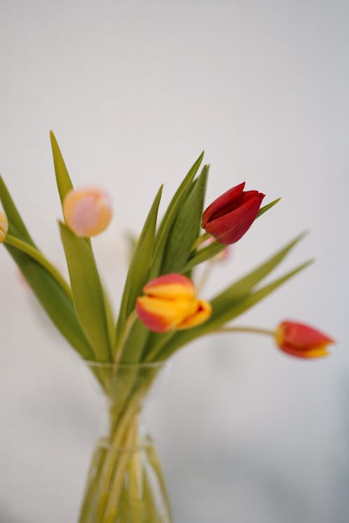 Bouquet of Tulips in a Vase