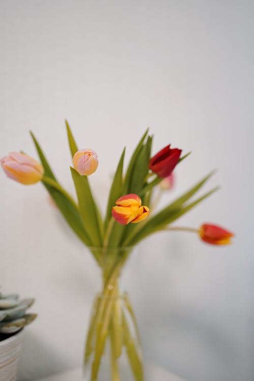 Tulips in Vase