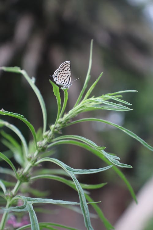 Immagine gratuita di farfalla, focus selettivo, foglie