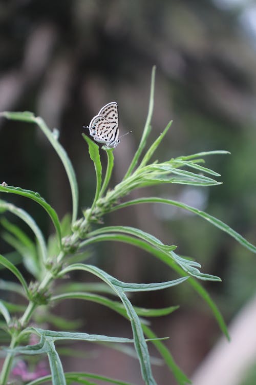 Butterfly on Plant