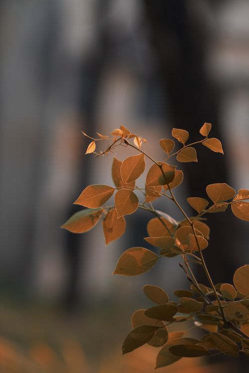 Free Artistic shot of autumn leaves on a branch with a soft out-of-focus background. Stock Photo