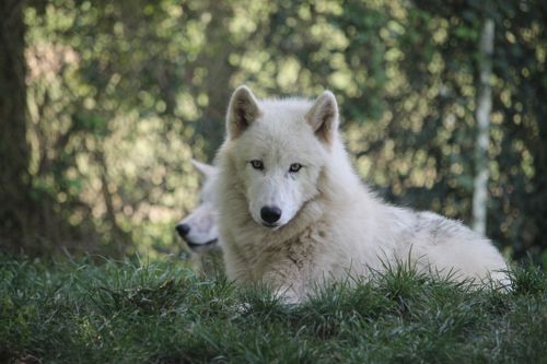 Free Close-up of a white Arctic wolf resting on grass in a natural setting. Stock Photo