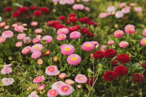 Fotos de stock gratuitas de colorido, de cerca, flores