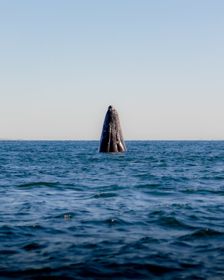 Whale Breaching In Sea