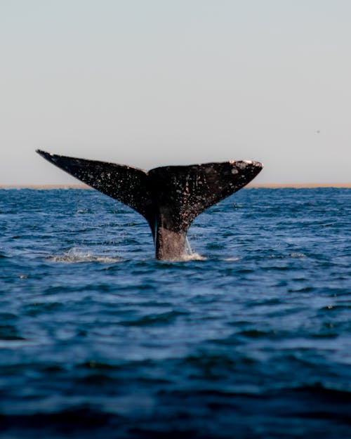 Ballena negra en el océano