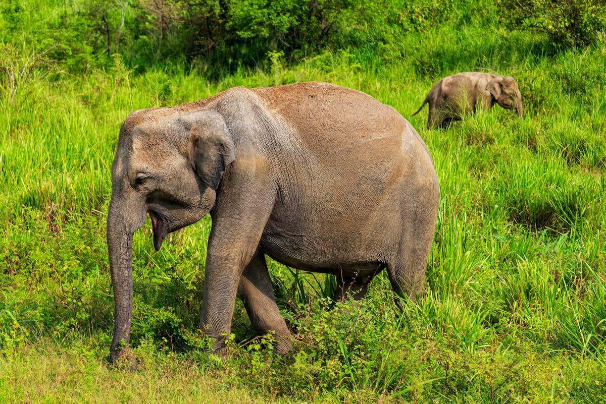 Animals Elephant Wallpaper Photos, Download The BEST Free Animals