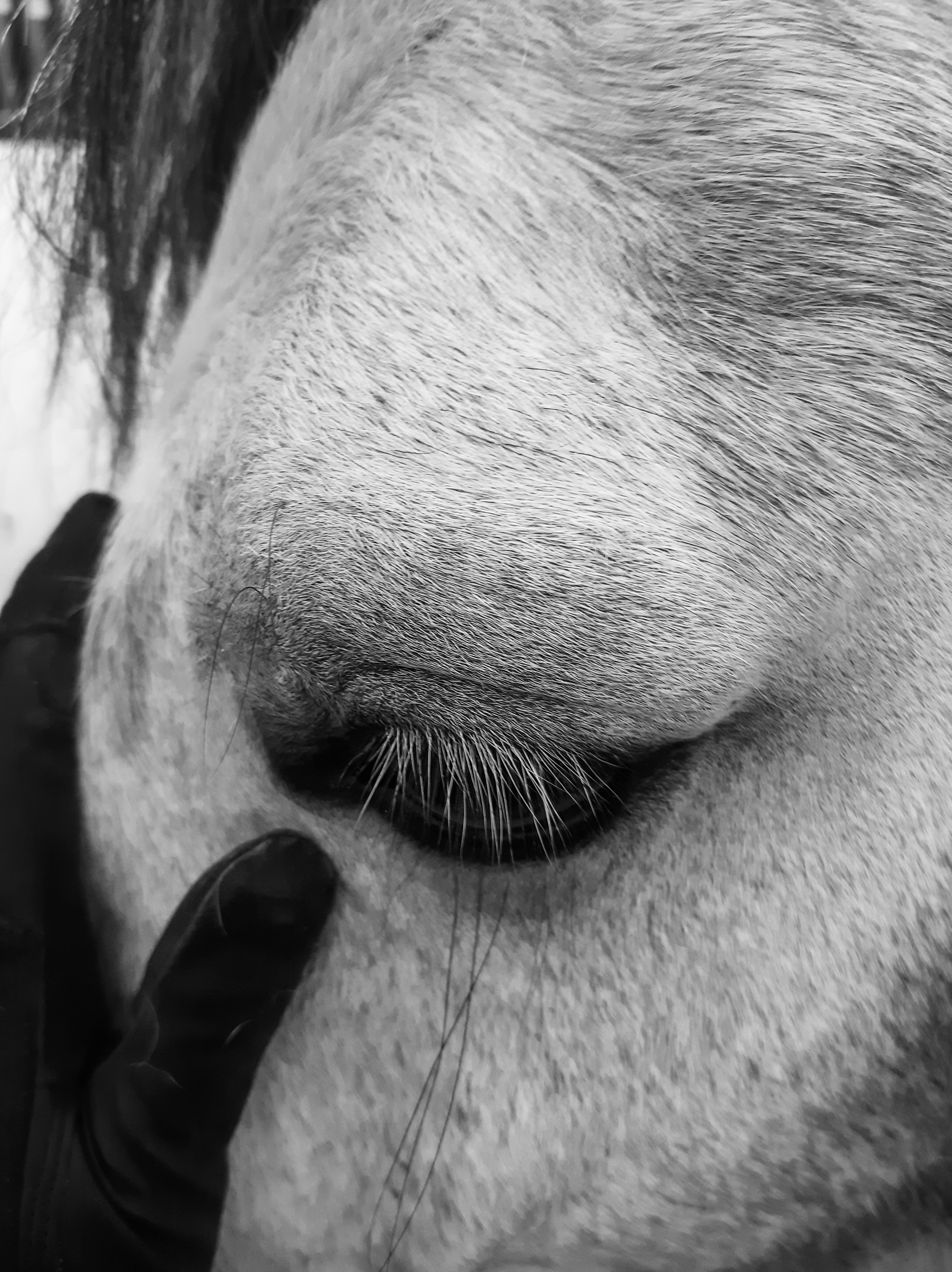 Extreme close-up of a horse's eye being gently touched by a gloved hand.