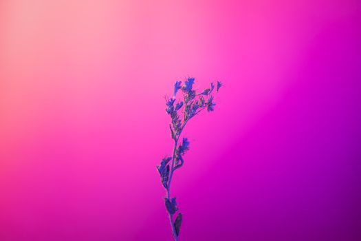 Artistic capture of a lacy phacelia flower against a vivid pink and purple gradient background.