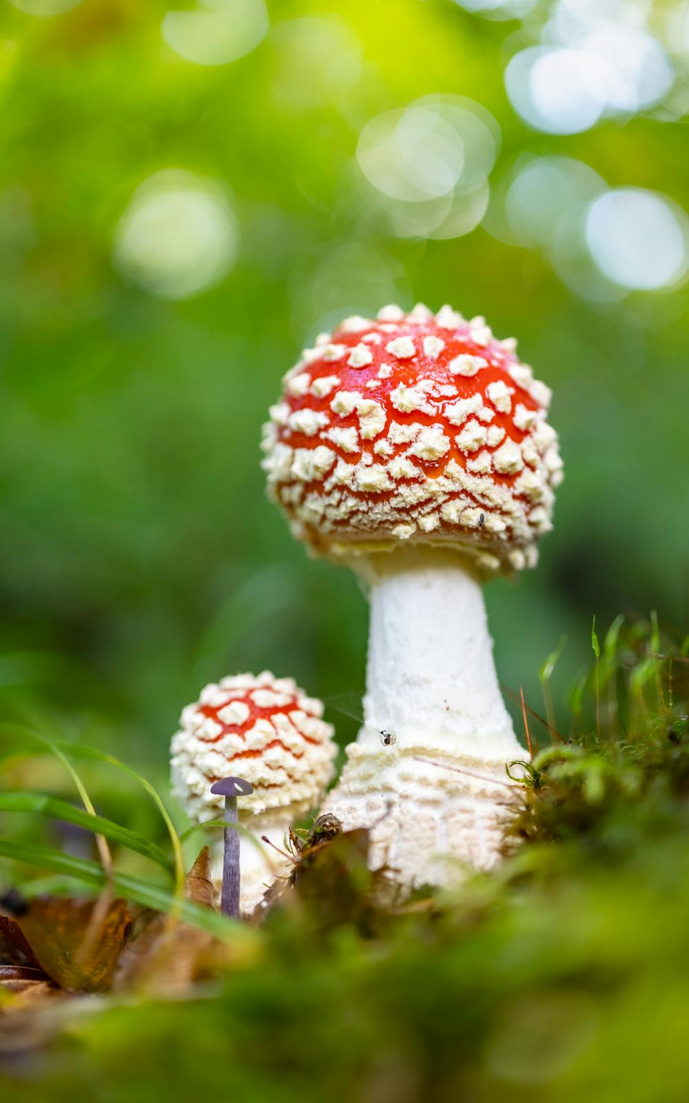 Magic Mushroom Risotto