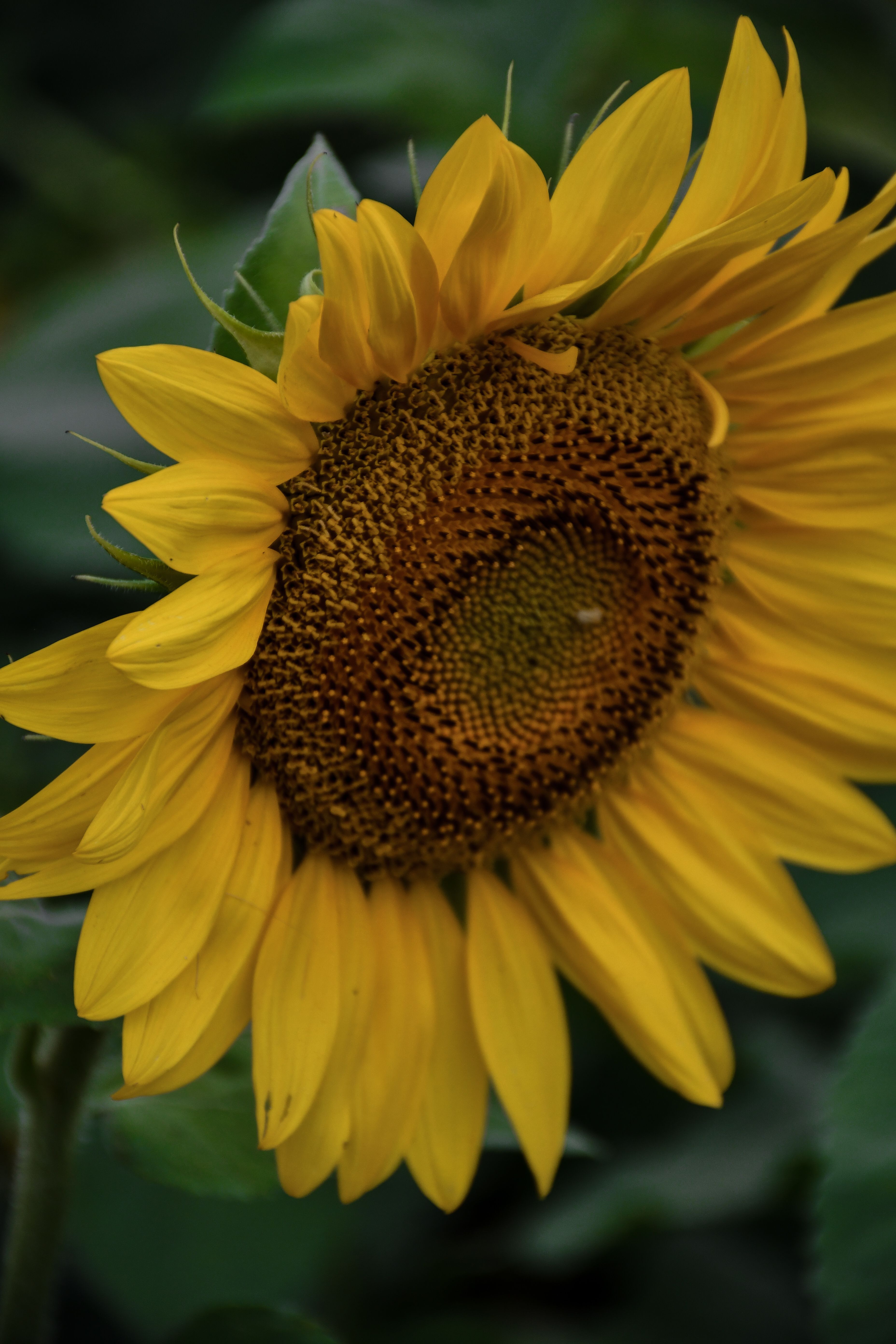 Close up of Sunflower · Free Stock Photo