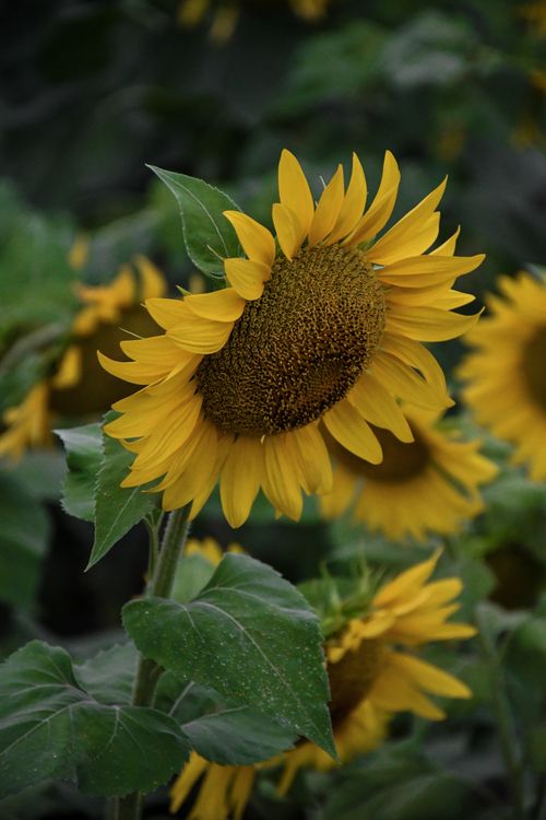 Free Close-up of a bright sunflower in full bloom capturing nature's beauty in MH, India. Stock Photo
