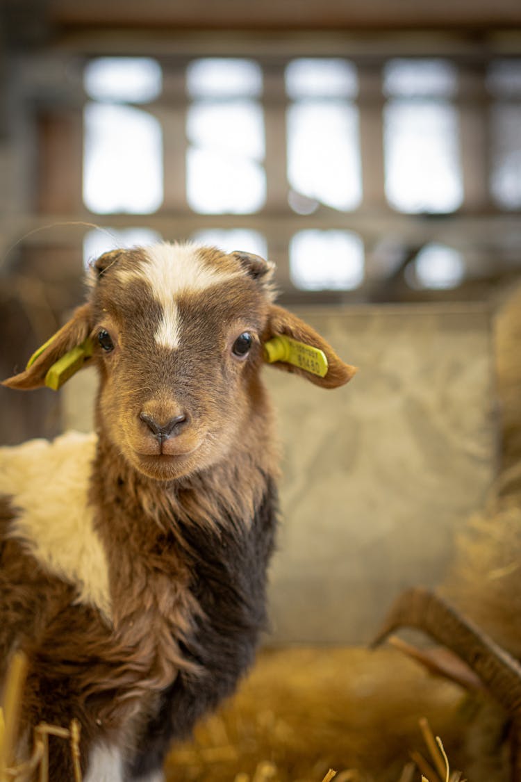 Close Up Of Goat Kid