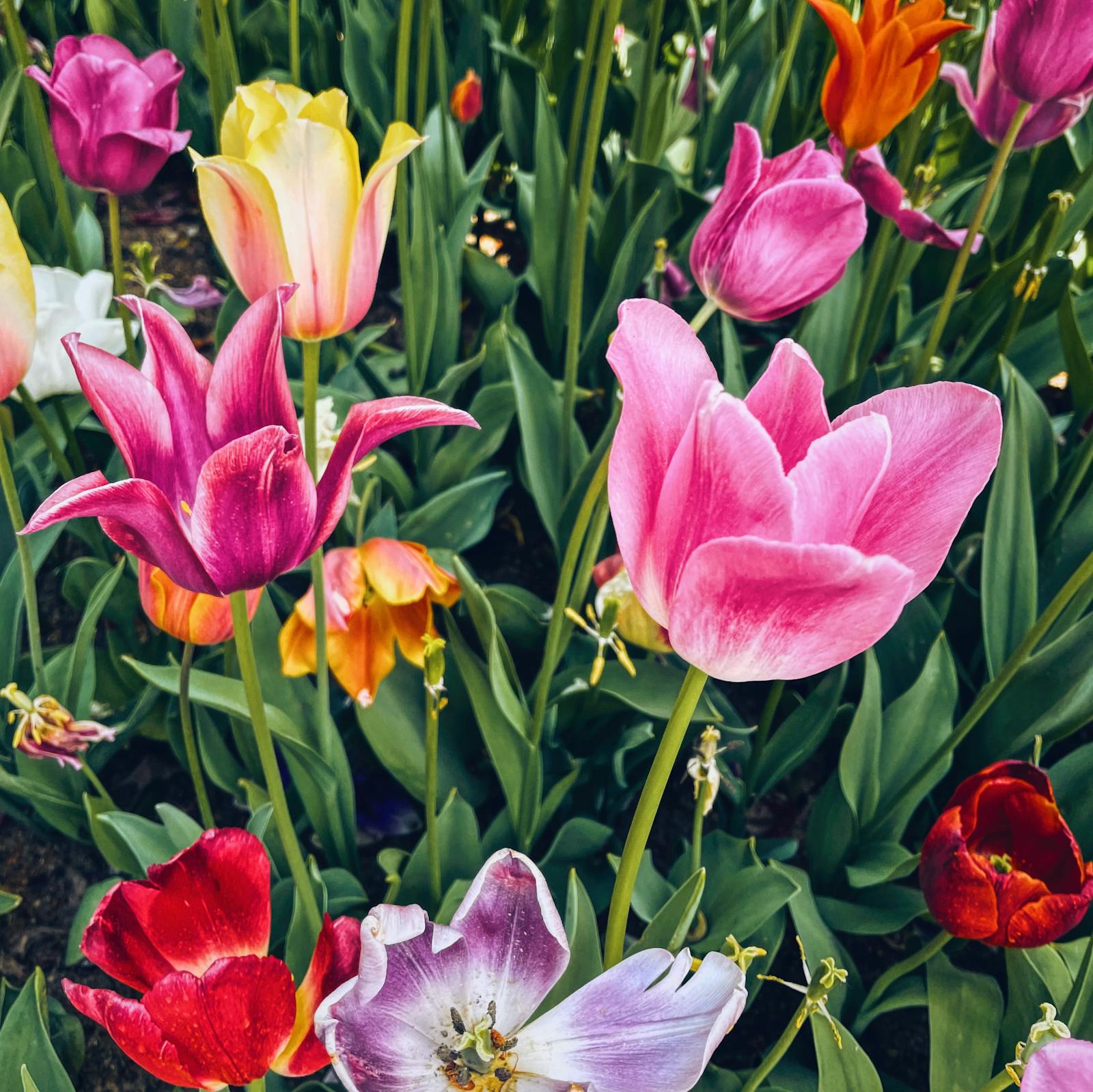 Person reading a supplement label on a probiotic bottle