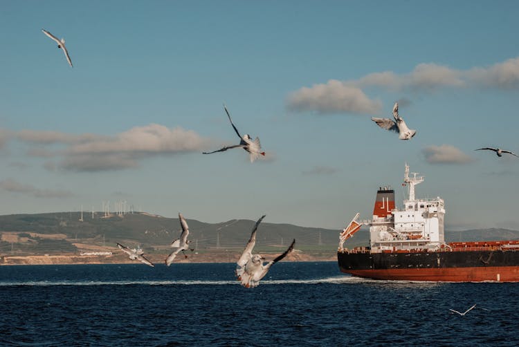 Birds Flying Near Container Ship On Dardanelles Strait In Turkey