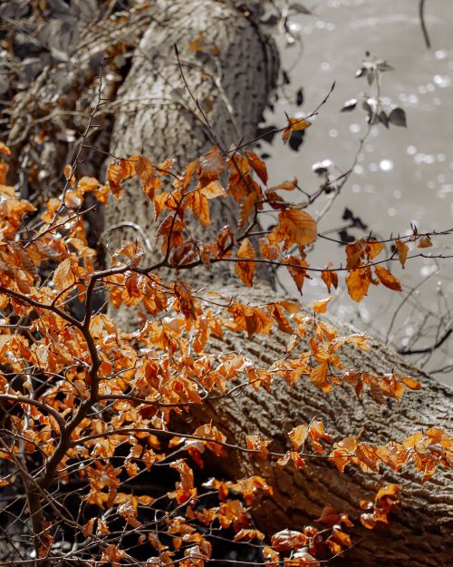 Free Golden autumn leaves in sunlight with tree trunk and water background. Stock Photo