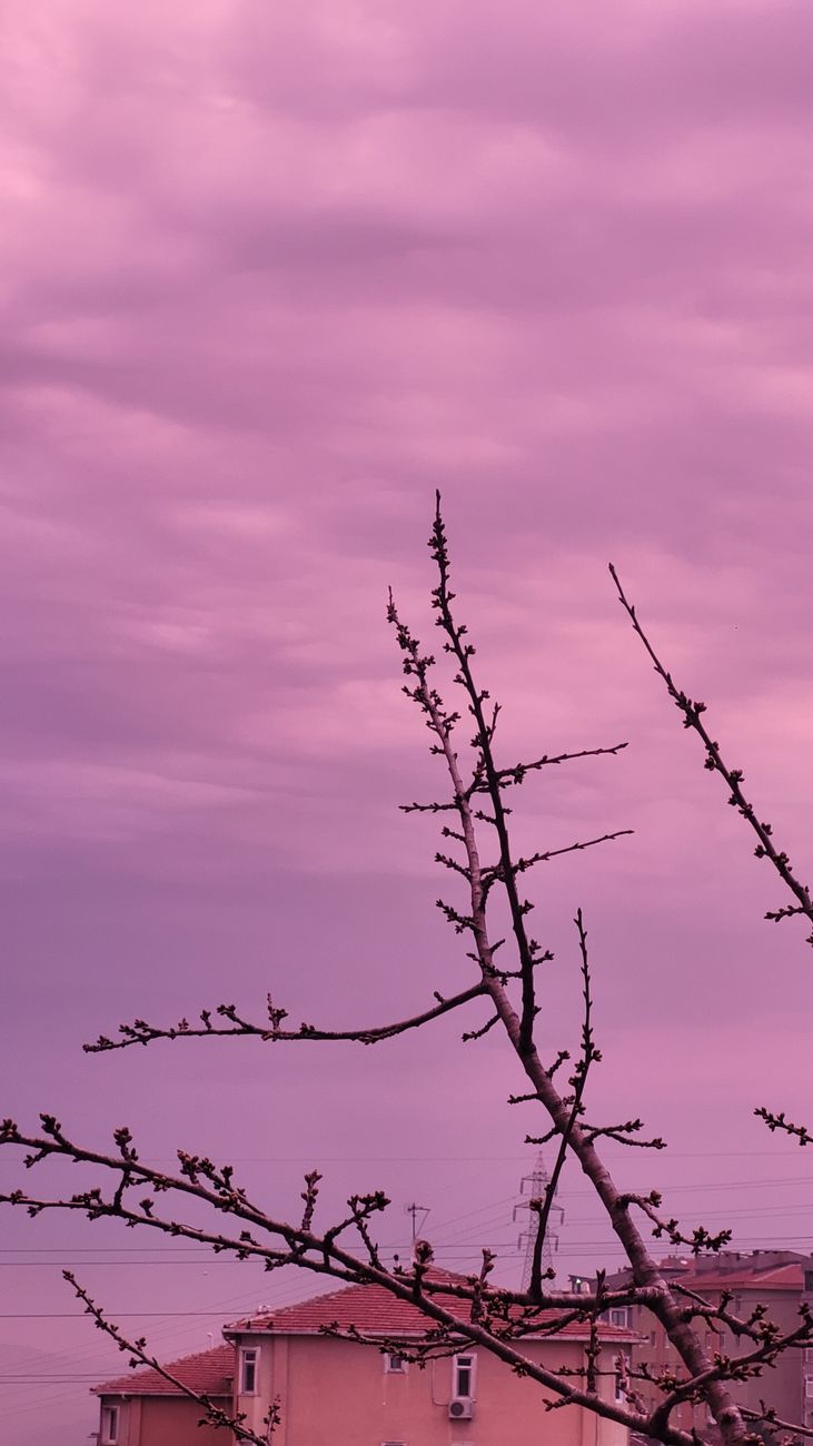 Overcast urban scene with bare branches silhouetted against a purple-hued sky.