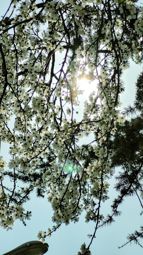 Základová fotografie zdarma na téma flóra, léto, modrá obloha