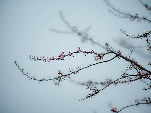 Ücretsiz ağaç, dallar, doğa içeren Ücretsiz stok fotoğraf Stok Fotoğraflar