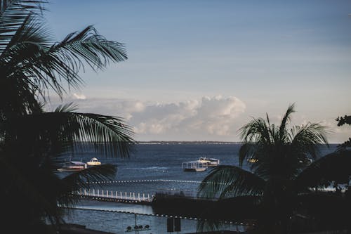 Silhouette Image of Palm Trees Near Body of Water