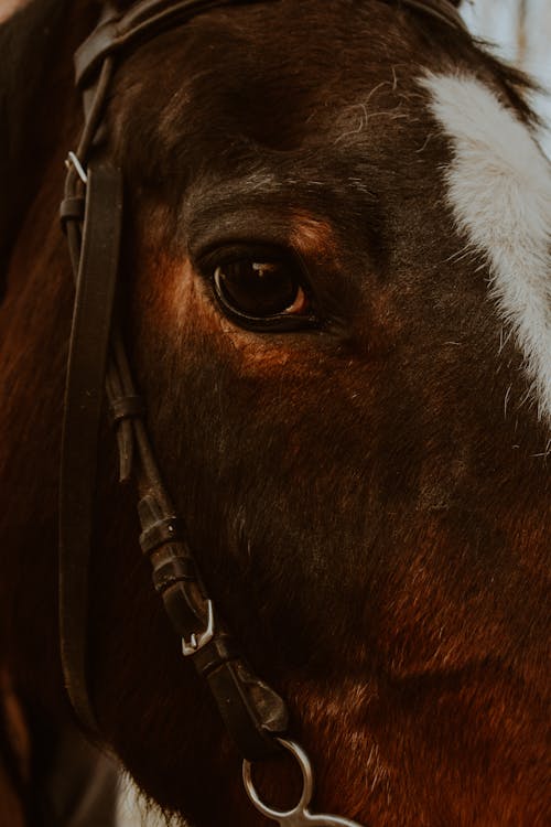 Δωρεάν στοκ φωτογραφιών με άλογο, γκρο πλαν, ζώνη ασφαλείας