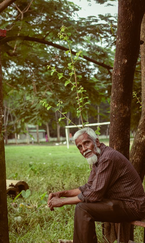 Foto d'estoc gratuïta de ancians, arbres, assegut