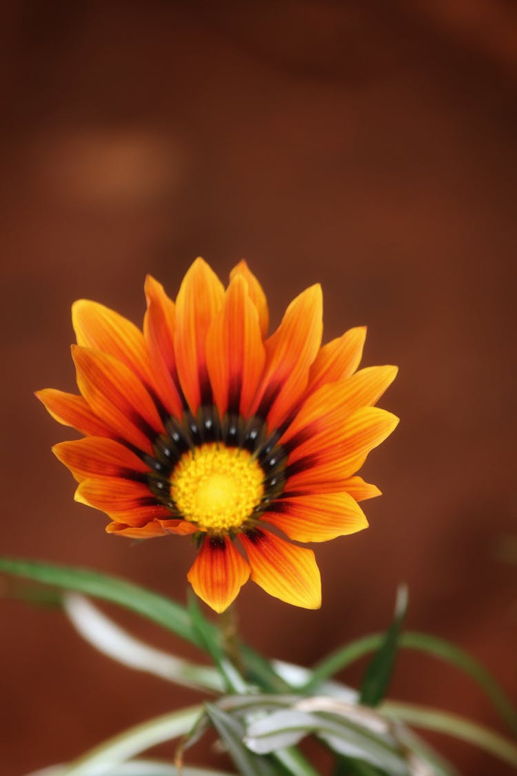 Close Up Of Orange Flower