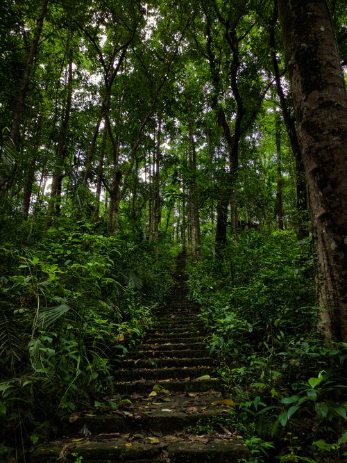 Free Lush green forest with a stone path leading upward, surrounded by tall trees and dense foliage. Stock Photo