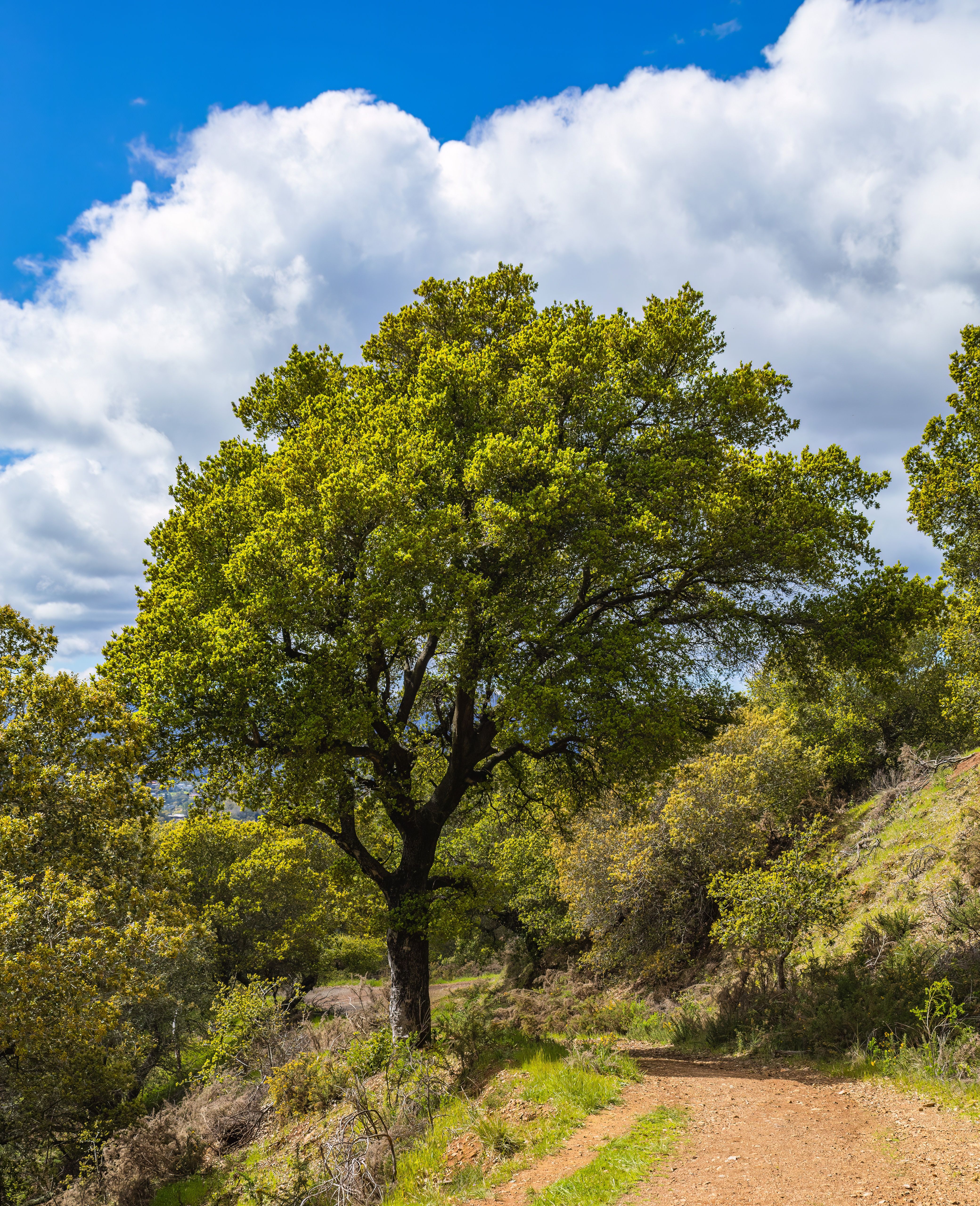 The Secret World of Tree Collectors: Why People Obsess Over Trees