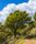oak tree