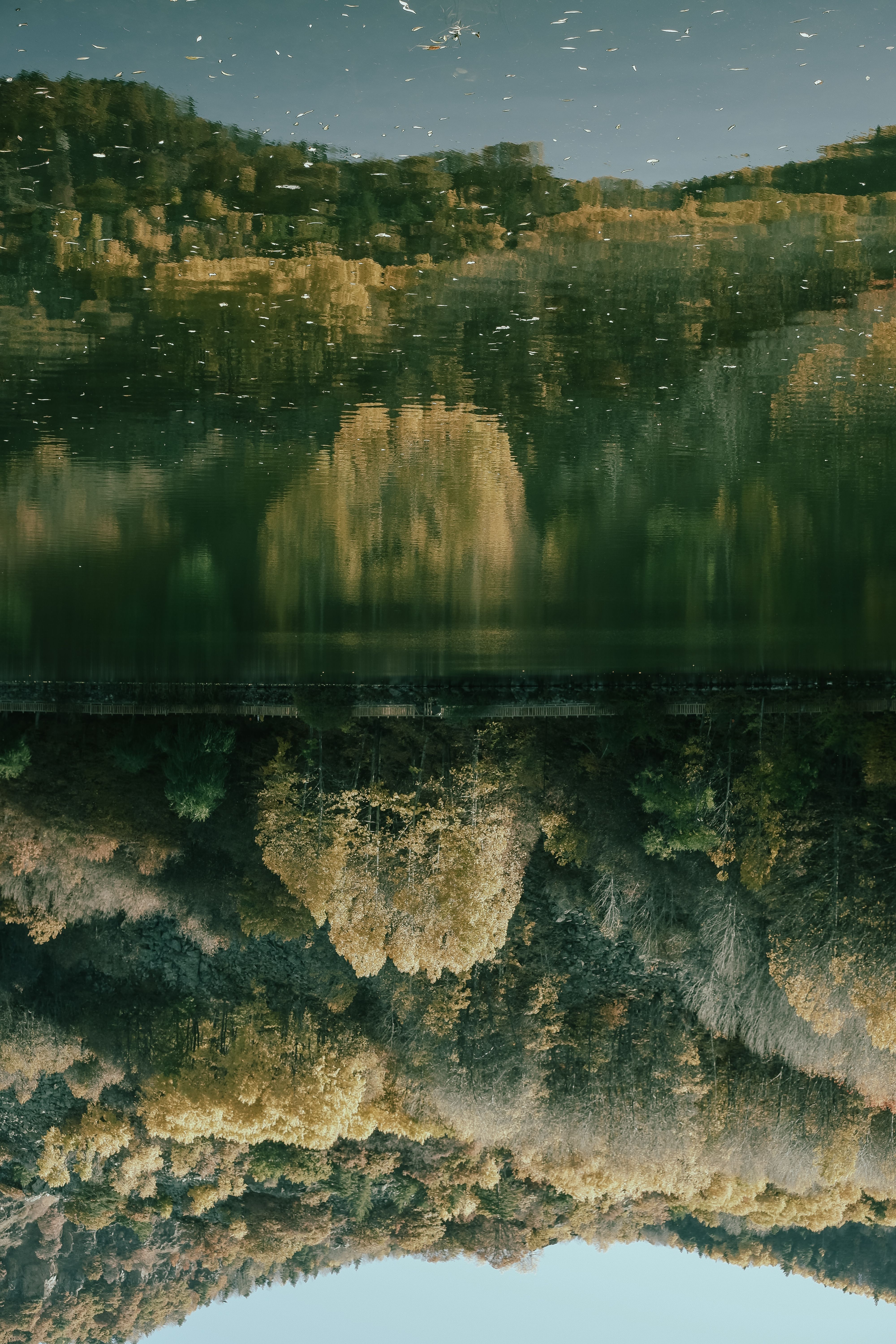 Reflection of the Forest in the Lake · Free Stock Photo