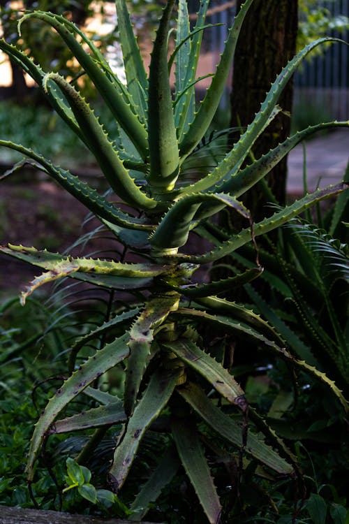 Krantz Aloe in Garden