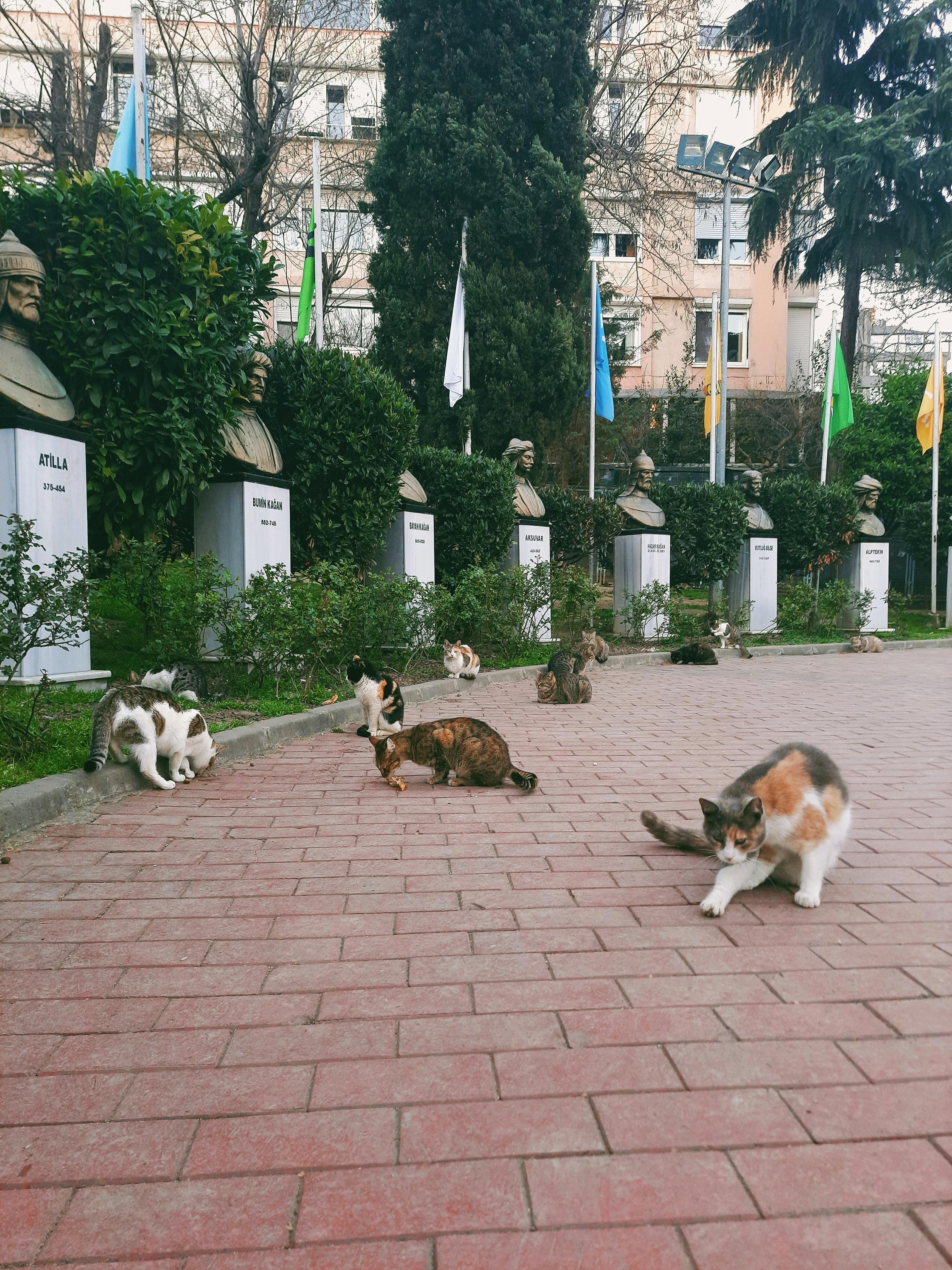 Cats in Macka Parki · Free Stock Photo