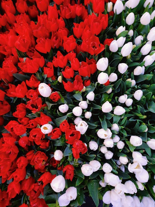 Close up of Roses and Tulips