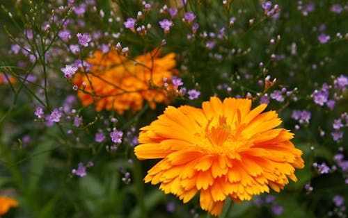 無料 オレンジ色の花びらの花 写真素材