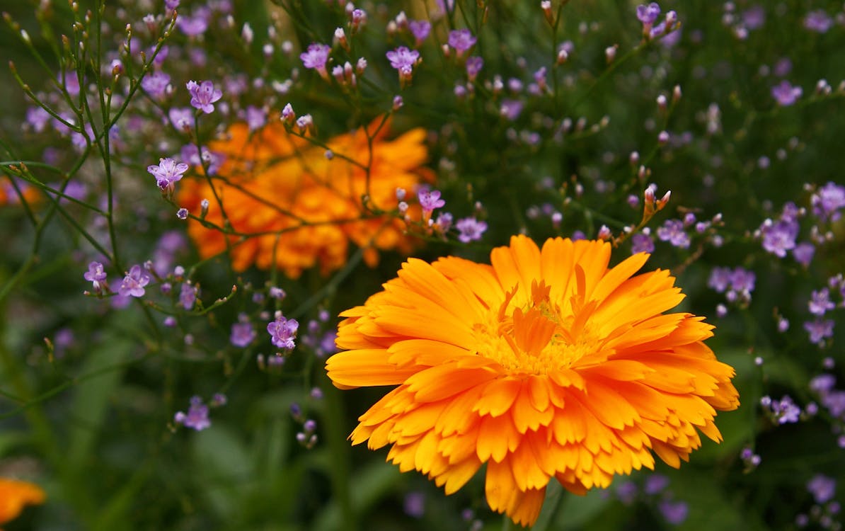 무료 주황색 꽃잎 꽃 스톡 사진