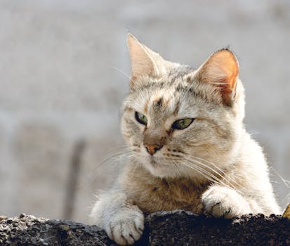 A cute domestic cat with green eyes lounging outdoors on a sunny day, exuding curiosity and cuteness.