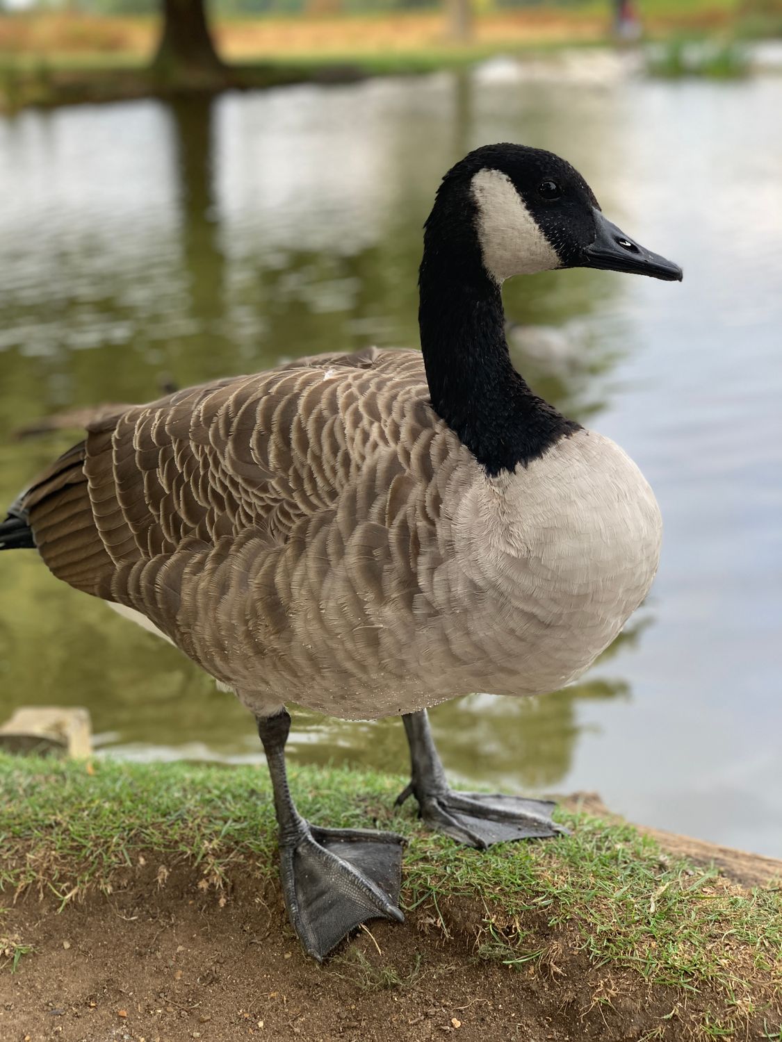 Photo Reference Image Goose A Goose by the Lake · Free Stock Photo