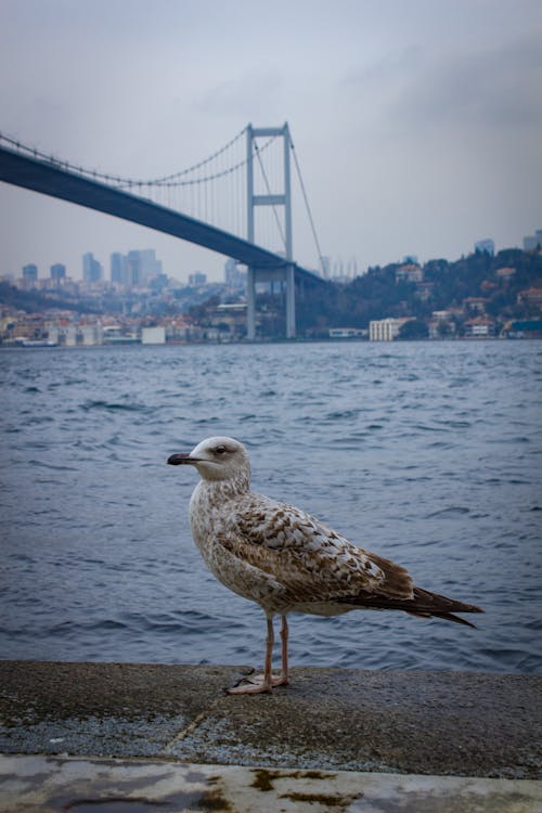Seagull and Bridge in Istanbul behind