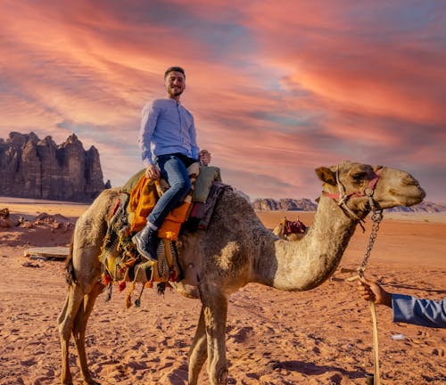 Δωρεάν στοκ φωτογραφιών με fx3, wadi rum, Αραβική καμήλα