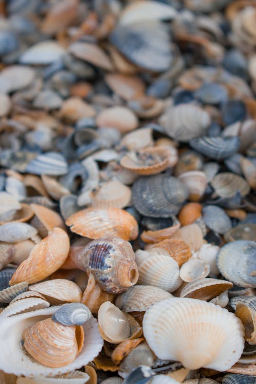 Stock of Seashells on the Beach