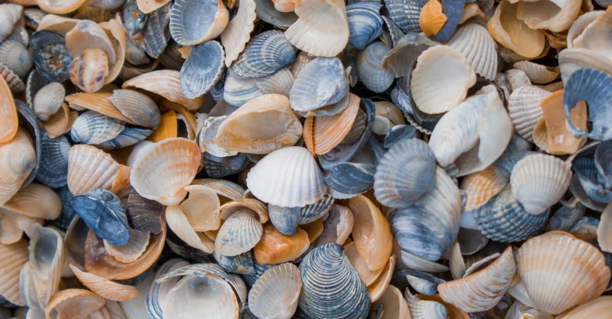 Stock of Shells · Free Stock Photo